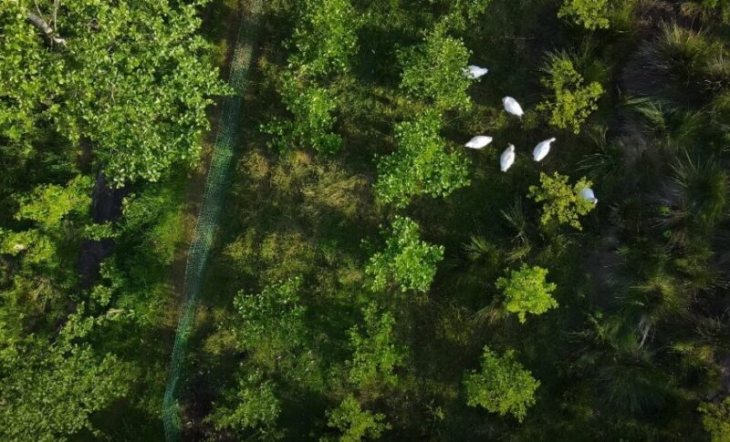 Agroforestry practices