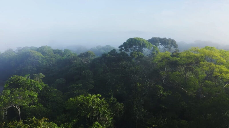 How Costa Rica protected forests